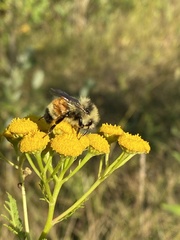 Bombus ternarius