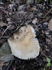 Russula compacta