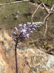 Merwilla plumbea