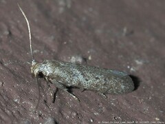 Pigritia