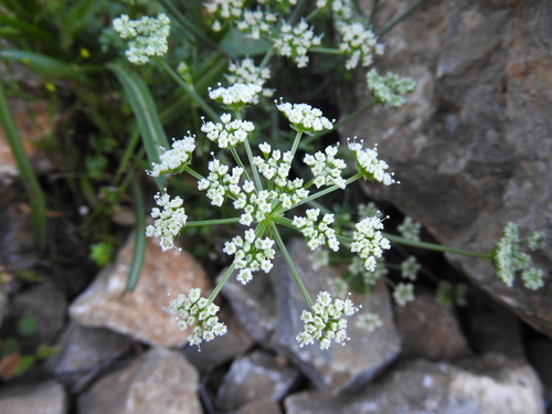 Carum multiflorum
