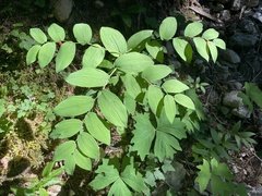 Streptopus amplexifolius