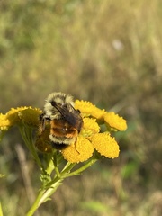 Bombus ternarius