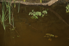 Nerodia rhombifer