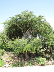 Lysiloma divaricatum