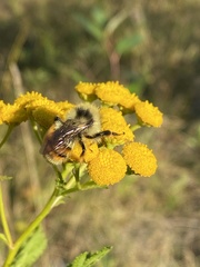 Bombus ternarius