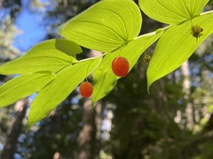 Streptopus amplexifolius