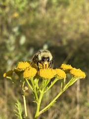 Bombus ternarius