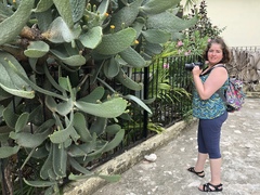 Consolea moniliformis