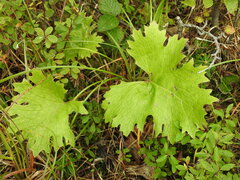 Petasites frigidus