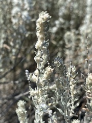 Krascheninnikovia lanata