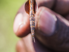 Tramea stenoloba