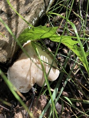 Fuscopostia fragilis