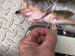 Sebastes brevispinis