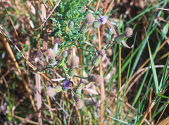 Cirsium