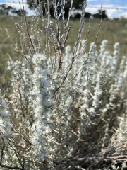 Krascheninnikovia lanata