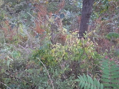 Aristolochia debilis