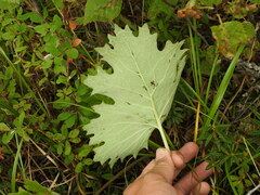 Petasites frigidus