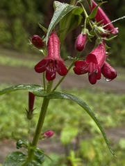 Penstemon roseus
