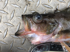 Sebastes brevispinis