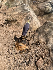 Merwilla plumbea
