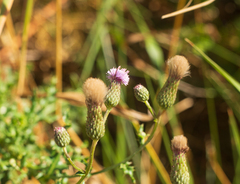 Cirsium