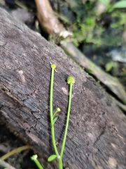 Ranunculus polyphyllus