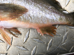 Sebastes brevispinis