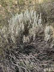 Krascheninnikovia lanata