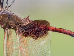 Tramea stenoloba