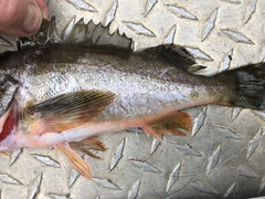 Sebastes brevispinis