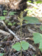 Neottia cordata