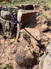 Merwilla plumbea