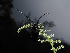 Anoplophora chinensis