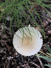 Lepiota magnispora