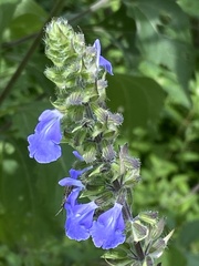 Salvia amarissima