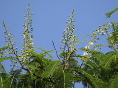 Leucaena esculenta
