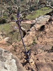Merwilla plumbea