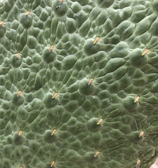 Consolea moniliformis