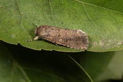 Spodoptera cilium