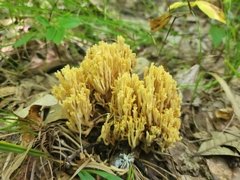 Ramaria calvodistalis