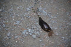 Ariolimax columbianus