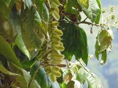 Cupania