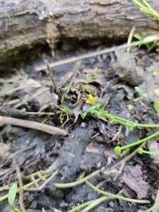 Ranunculus polyphyllus