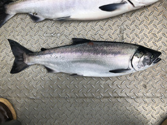 Oncorhynchus kisutch