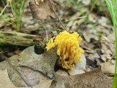 Ramaria calvodistalis