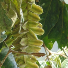 Cupania