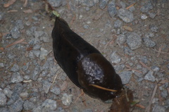 Ariolimax columbianus