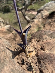 Merwilla plumbea