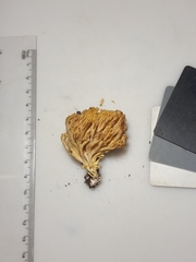 Ramaria calvodistalis